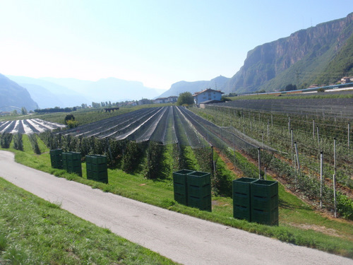 Paralleling an Apfel Orchard, South of Bozen/Bolzano.